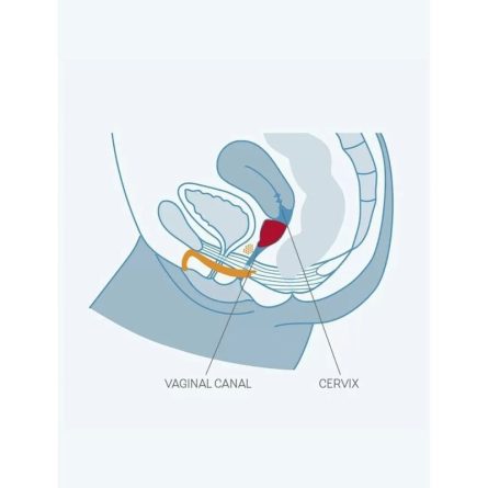 COPO MENSTRUAL FUN CUP B (ROXO) - Image 5